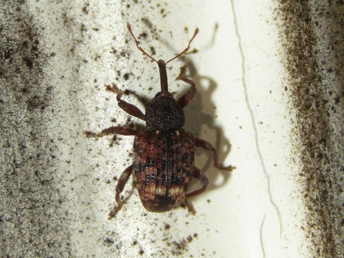 Oak Curculio photo 5