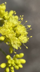 Eriogonum rosense