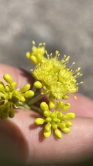 Eriogonum rosense