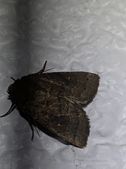 Pseudorthodes