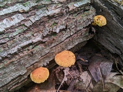 Pholiota subsulphurea