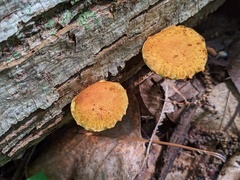 Pholiota subsulphurea