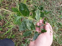 Cyclophyllum coprosmoides