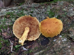 Pholiota subsulphurea