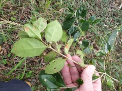 Cyclophyllum coprosmoides