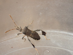 Leptoglossus brevirostris