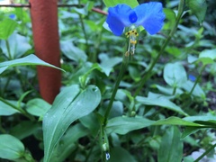 Commelina communis