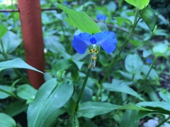 Commelina communis