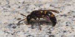 Orancistrocerus drewseni