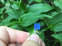 Commelina communis