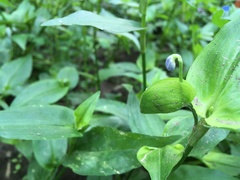 Commelina communis