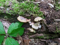 Hohenbuehelia angustata