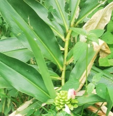 Costus guanaiensis macrostrobilus