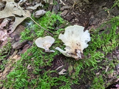 Hohenbuehelia angustata