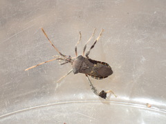 Leptoglossus brevirostris