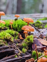 Xeromphalina enigmatica