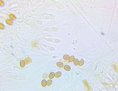 Pholiota subsulphurea