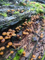 Xeromphalina enigmatica