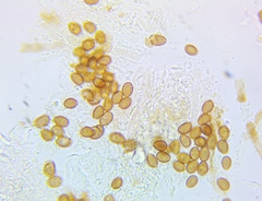 Pholiota subsulphurea