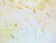 Pholiota subsulphurea