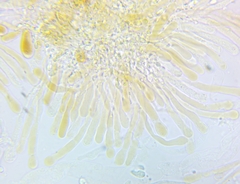 Pholiota subsulphurea