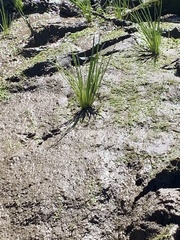 Triglochin scilloides