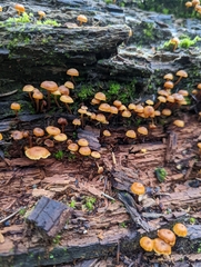 Xeromphalina enigmatica