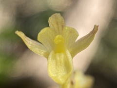 Corallorhiza striata vreelandii