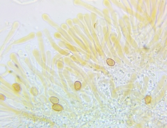 Pholiota subsulphurea