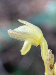 Corallorhiza striata vreelandii