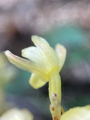 Corallorhiza striata vreelandii