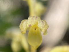 Corallorhiza striata vreelandii