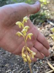 Corallorhiza striata vreelandii
