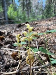 Corallorhiza striata vreelandii