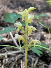 Corallorhiza striata vreelandii
