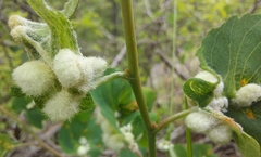 Blaesodiplosis canadensis