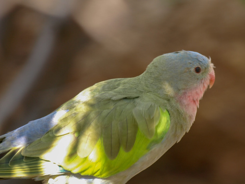 Princess Parrot