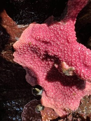 Stylantheca papillosa