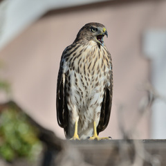 Accipiter cooperii