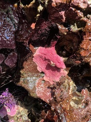 Stylantheca papillosa