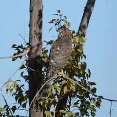 Accipiter cooperii