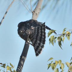 Accipiter cooperii
