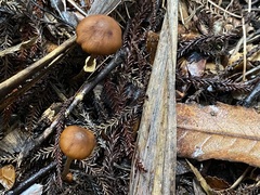Pholiotina gracilenta