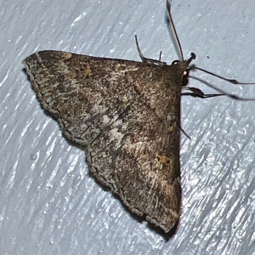 Sociable Renia Moth