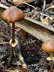 Pholiotina gracilenta