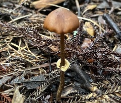 Pholiotina gracilenta