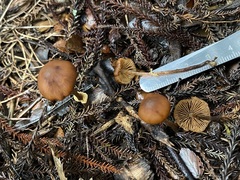 Pholiotina gracilenta