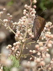 Callophrys gryneus