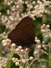 Callophrys gryneus
