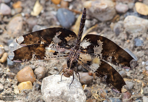Filigree Skimmer photo 4